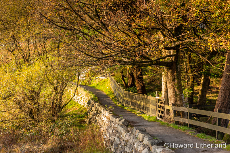 Tree in autumn colours at Llyn Mymbyr in Snowdonia, North Wales