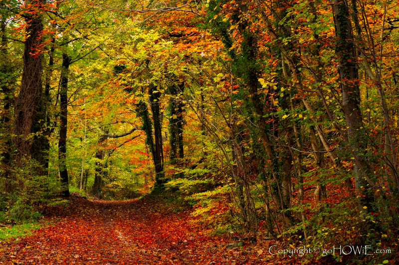 Trees and leaves in Autumn, Loggerheads Country Park, North Wales