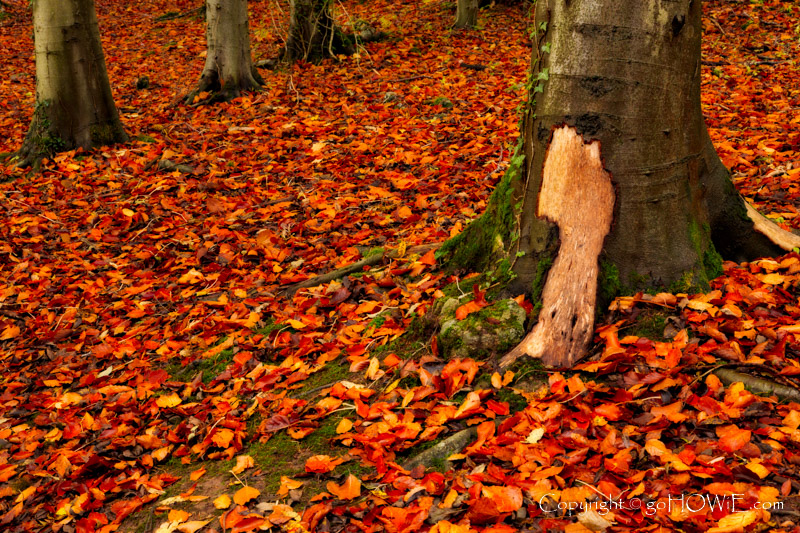 Tree trunks and leaves in Autumn, Loggerheads Country Park, North Wales