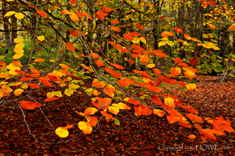 Leaves in Autumn, Loggerheads Country Park, North Wales