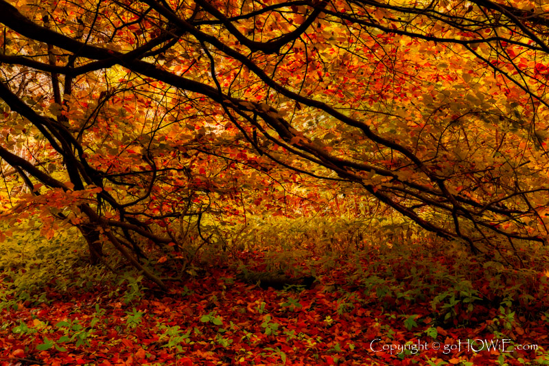 Branches and leaves in Autumn, Loggerheads Country Park, North Wales