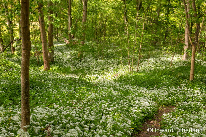 Path through woods carpeted with wild garlic flowers