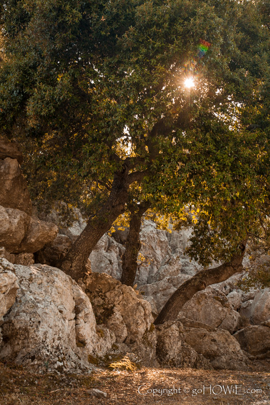 Old trees in the Serra de Tramuntana mountains, Mallorca