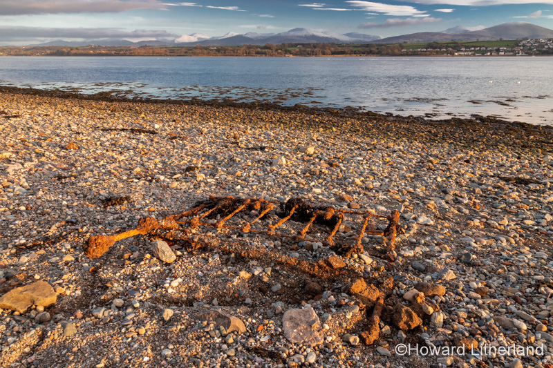 Menai Straits shoreline in winter, Anglesey, North Wales