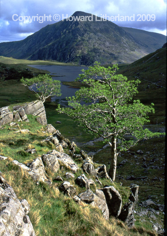 Tree, Pen-yr-Olwen, Snowdonia