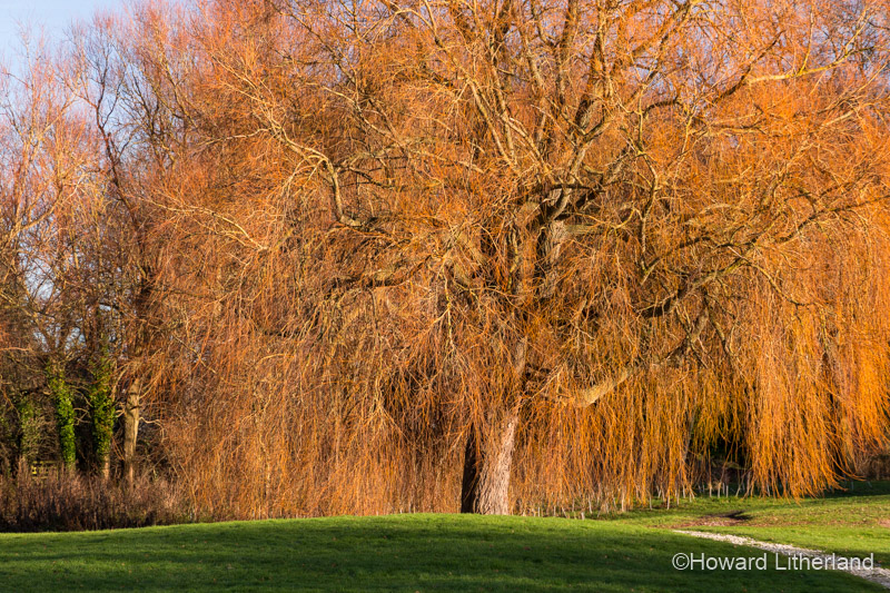 Magnificent willow tree in winter sun at Northop, North Wales