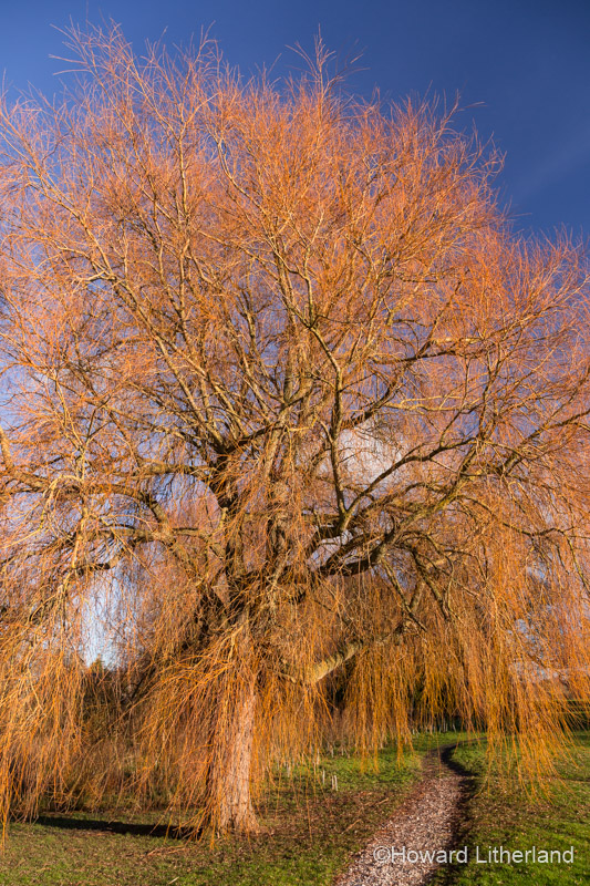 Magnificent willow tree in winter sun at Northop, North Wales