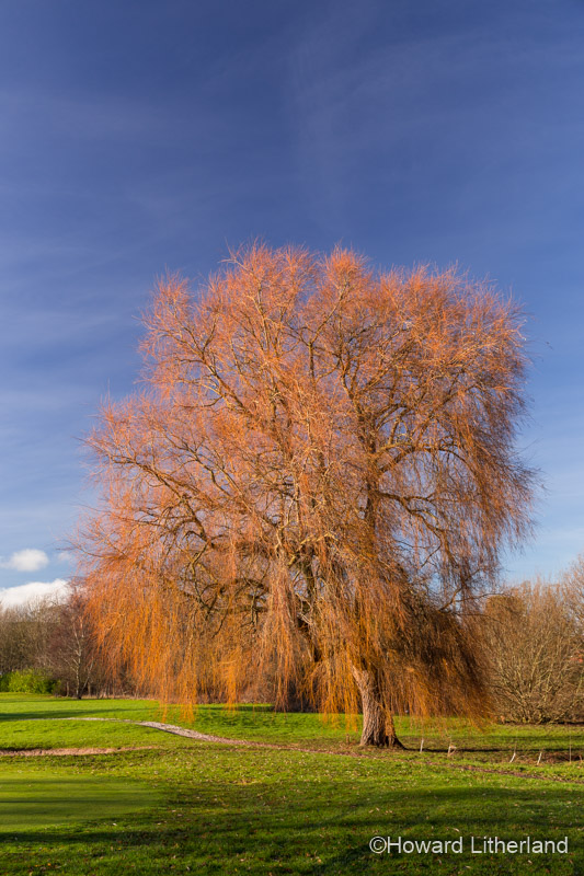 Magnificent willow tree in winter sun at Northop, North Wales
