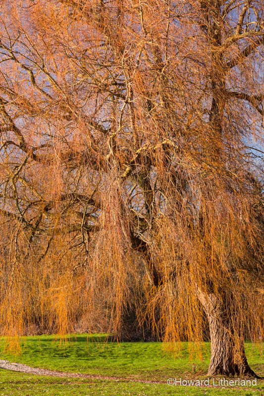 Magnificent willow tree in winter sun at Northop, North Wales
