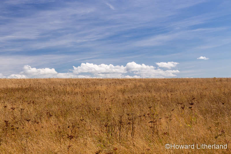 Field at Penrhos Coastal Park, Anglesey, North Wales