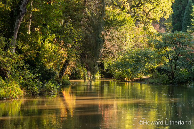 Tranquil pond with trees in sunlight