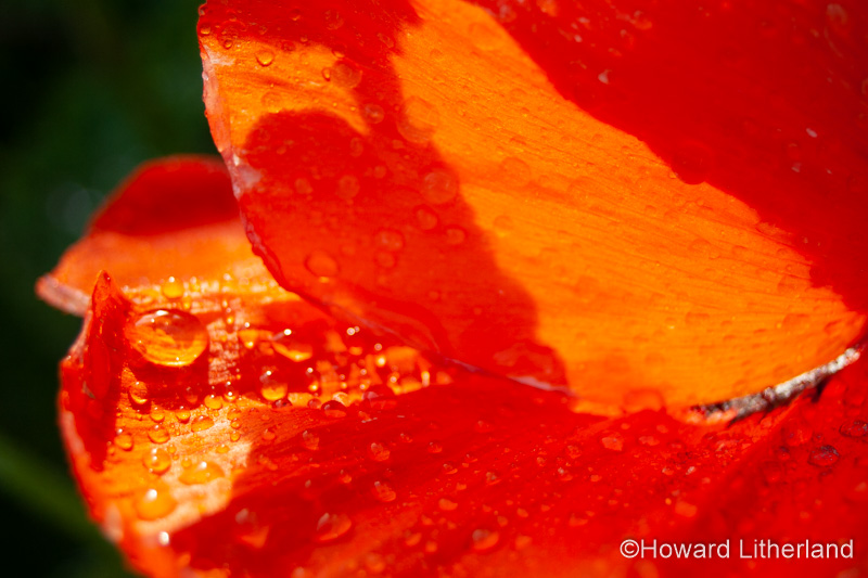 Orange poppy flower in the sunlight