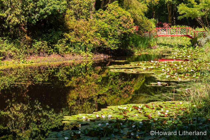 Lily pond and bridge at Portmeirion, North Wales