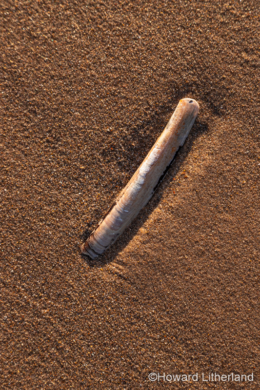 Razor shell in sunlight on Prestayn beach, North Wales