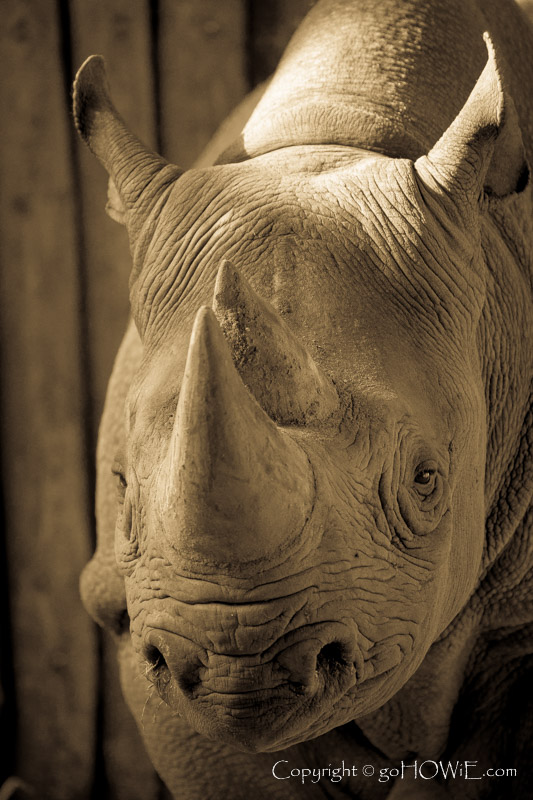 Rhinocerous at Chester Zoo