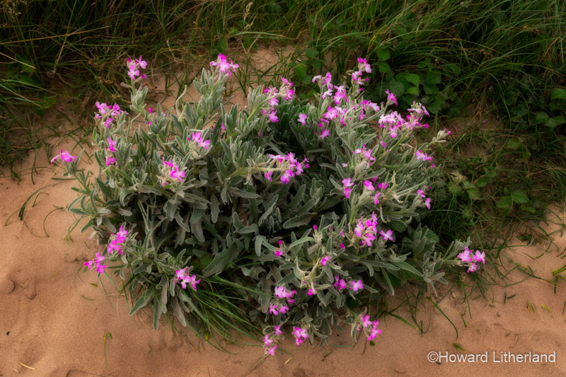 Small plant with purple flowers on Rhossili Beach, Gower Peninsula, South Wales coast