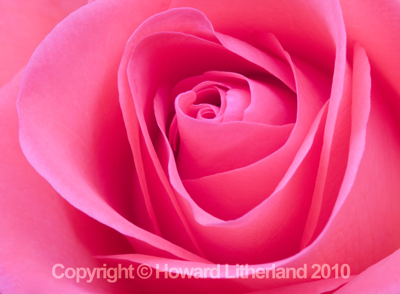 Pink rose