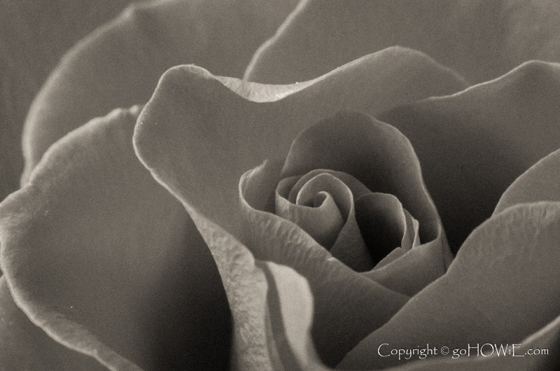Close up photo of a rose in monochrome