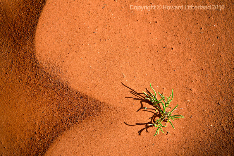 Sand and grass, Sedona, Arizona