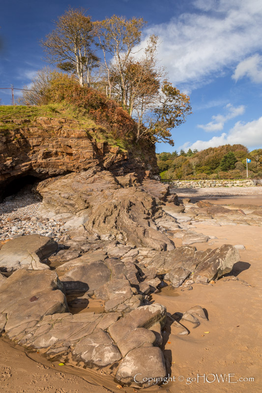 Tree growing out of rock on Saundersfoot beach, Pembrokeshire National Park, Wales