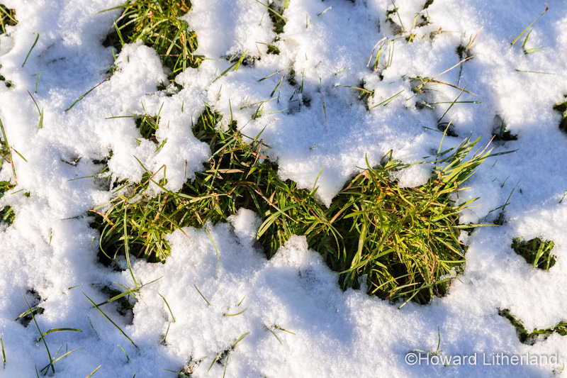 Grass emerging from melting winter snow