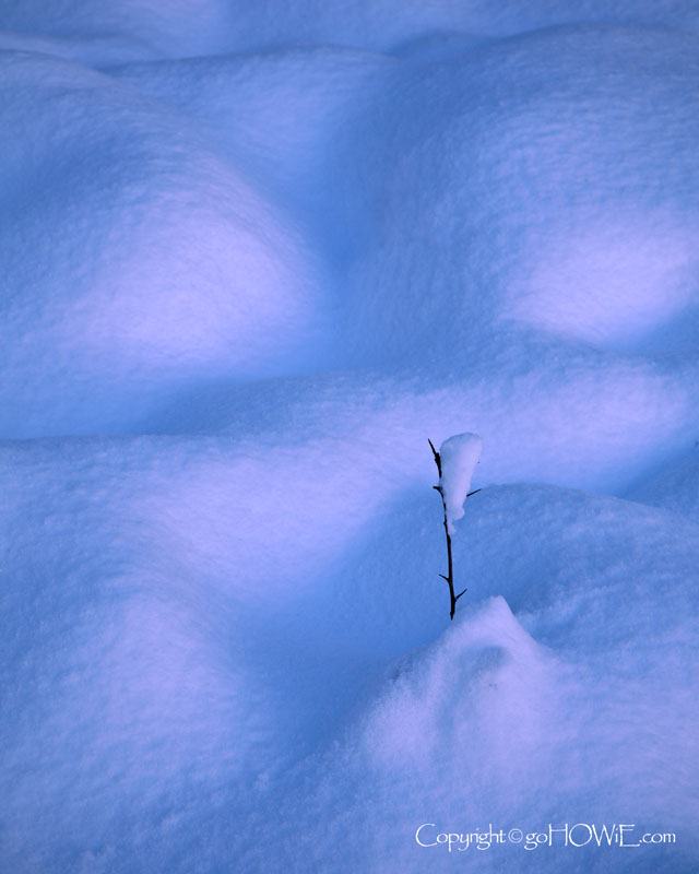 Twig in snow