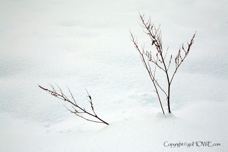 Twig in snow