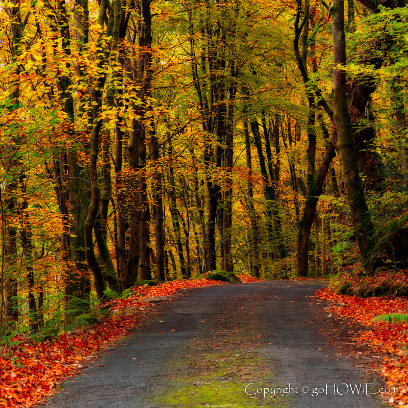 Autumn colours in the Gwydyr Forest, Snowdonia National Park on the road to Llyn Crafnant, North Wales