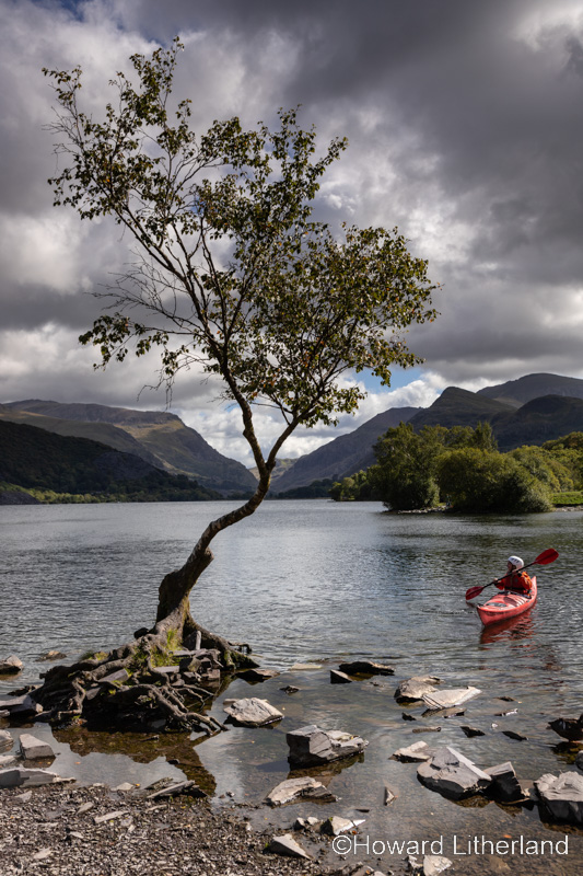 Lonely tree with canoe, Llanberis, Snowdonia, North Wales