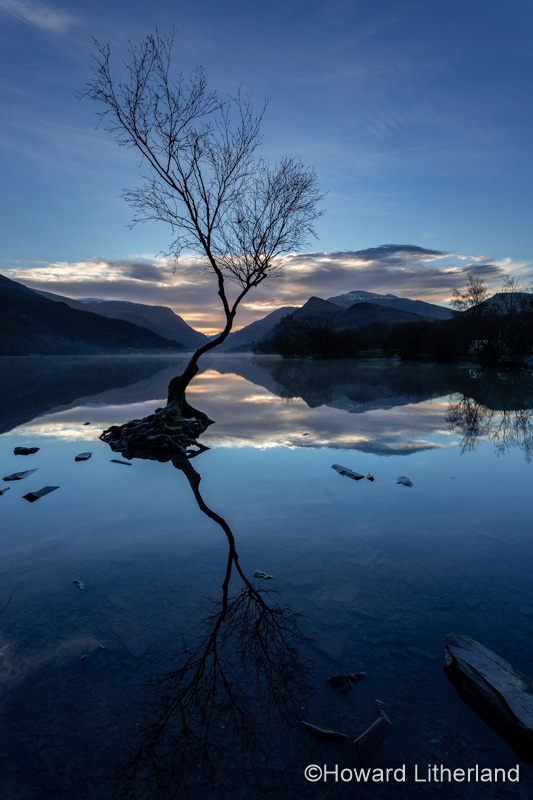 Lonely tree at sunrise, Llyn Padarn, Llanberis, Snowdonia, North Wales