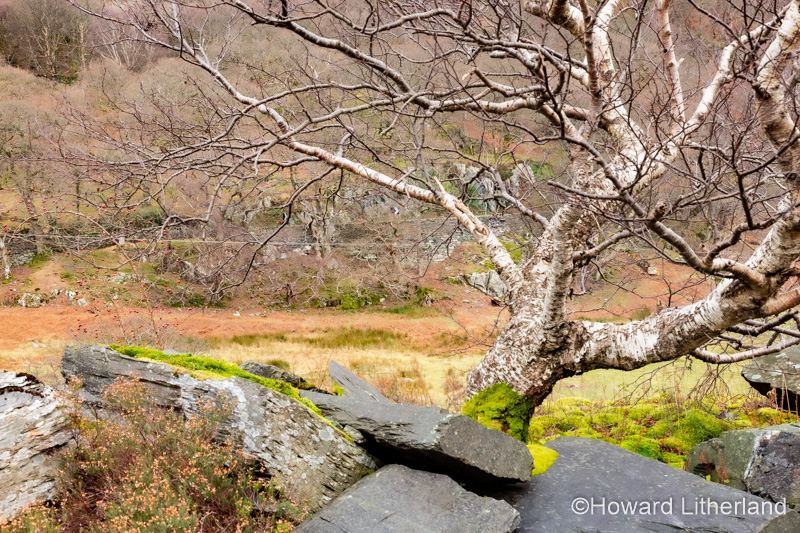 Bent old tree and slate in winter, Snowdonia, North Wales
