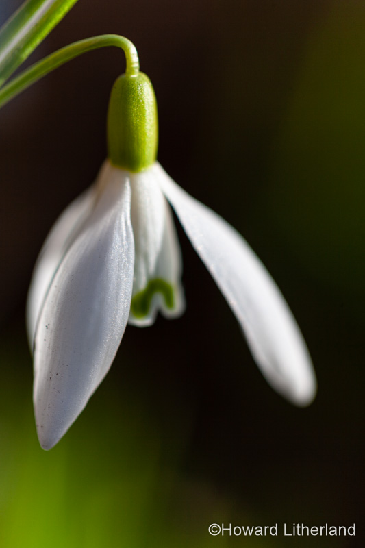 Snowdrop flower in early spring