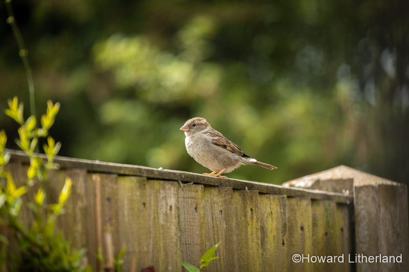 Female house sparrow sitting on a fence