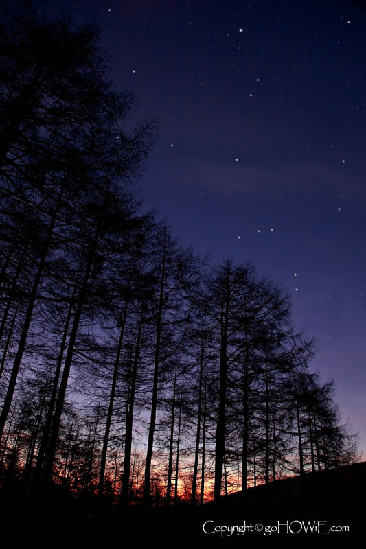 Stars over trees