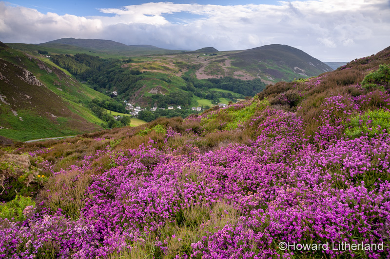 Purple heather at Sychnant Pass, North Wales