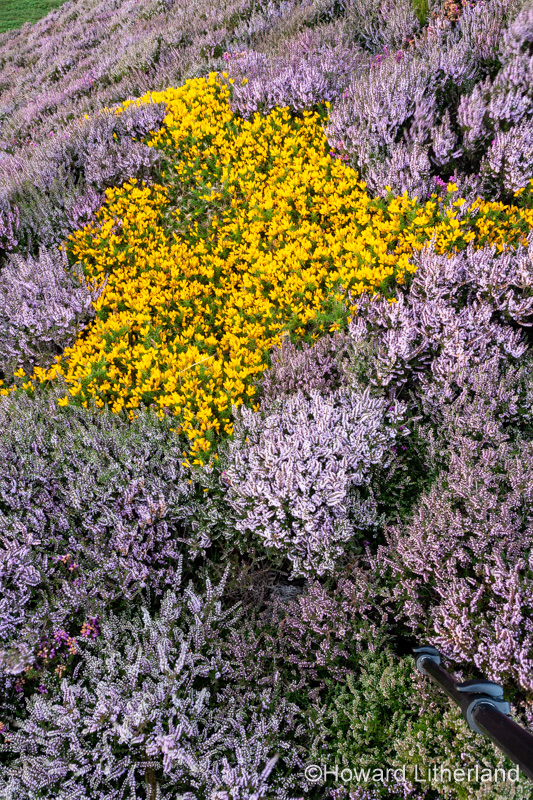 Heather and gorse at Sychnant Pass, North Wales