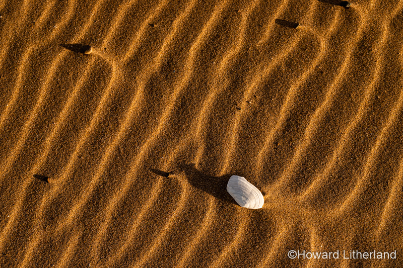 Shell and ripples in the sand at Talacre on the North Wales coast