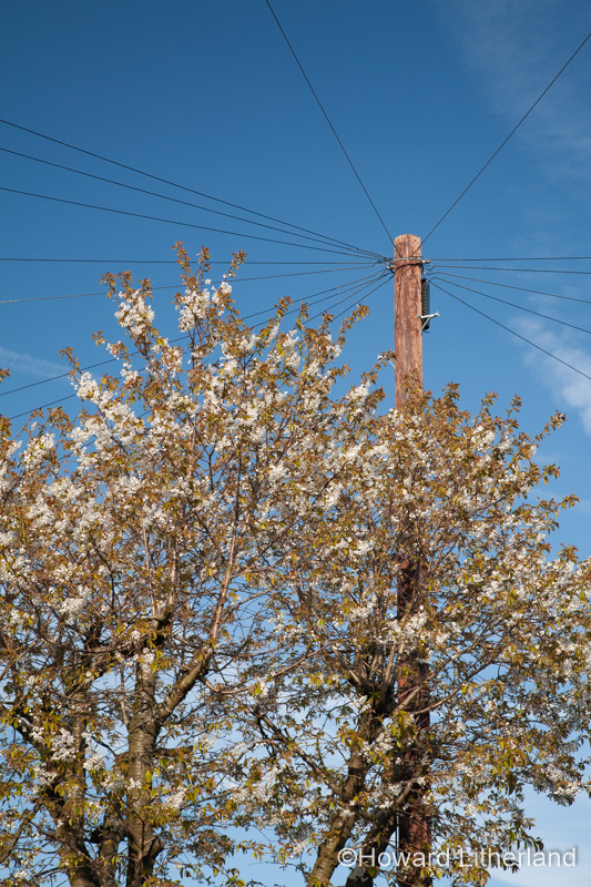 Telegraph pole and blossom