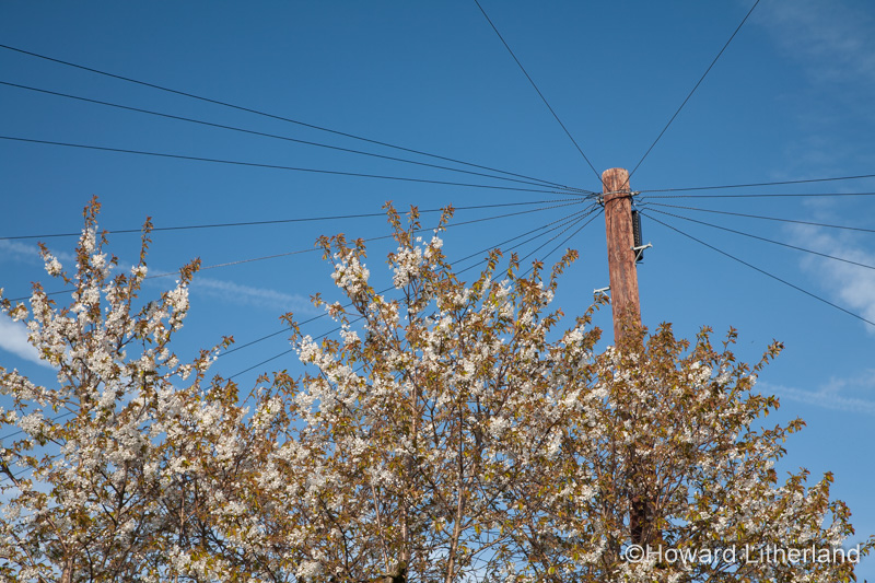 Telegraph pole and blossom