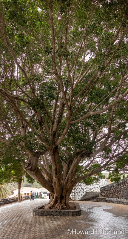 Large tree at Masca on Tenerife in the Canary Islands