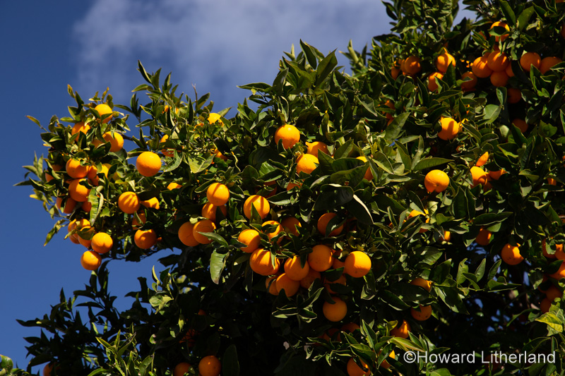 Orange tree at Santiago del Teide, Tenerife, Canary Islands