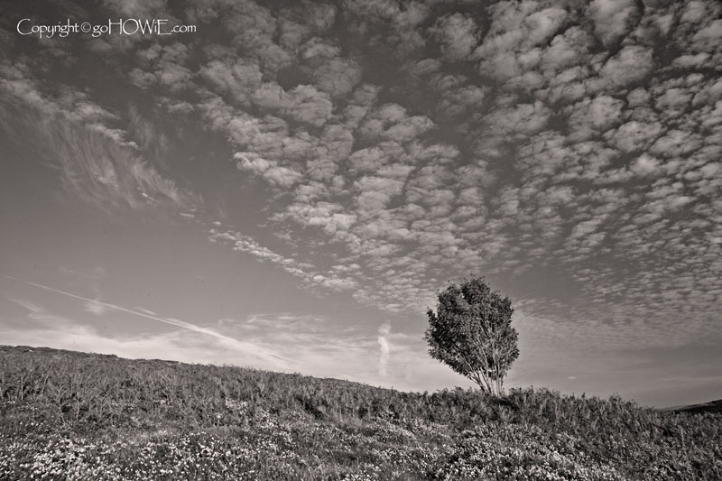 Solitary tree, Sychnant Pass, North Wales