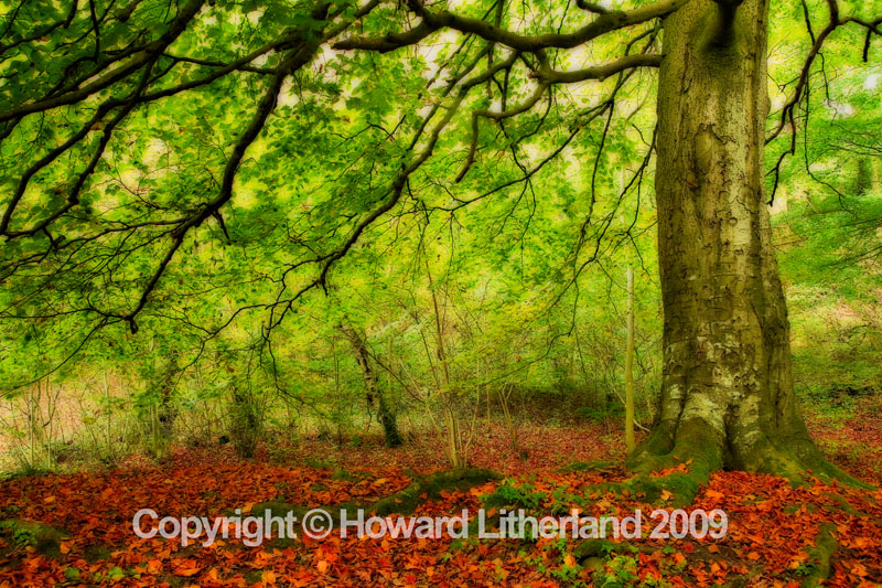 Tree, Loggerheads, North Wales