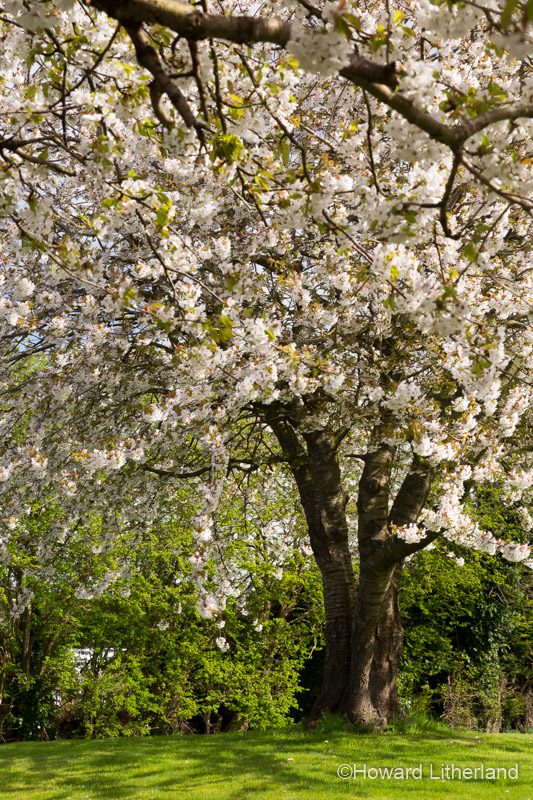 Tree in a garden covered in spring blossom