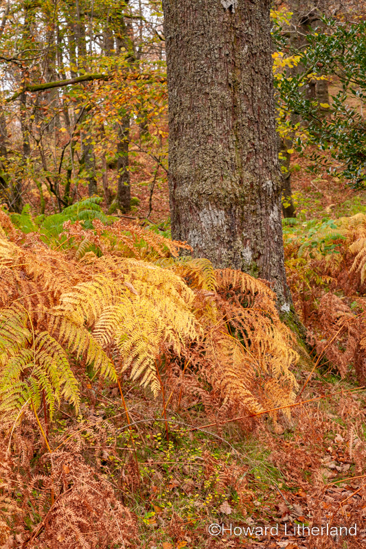 Tree trunk and bracken in colourful autumnal colours
