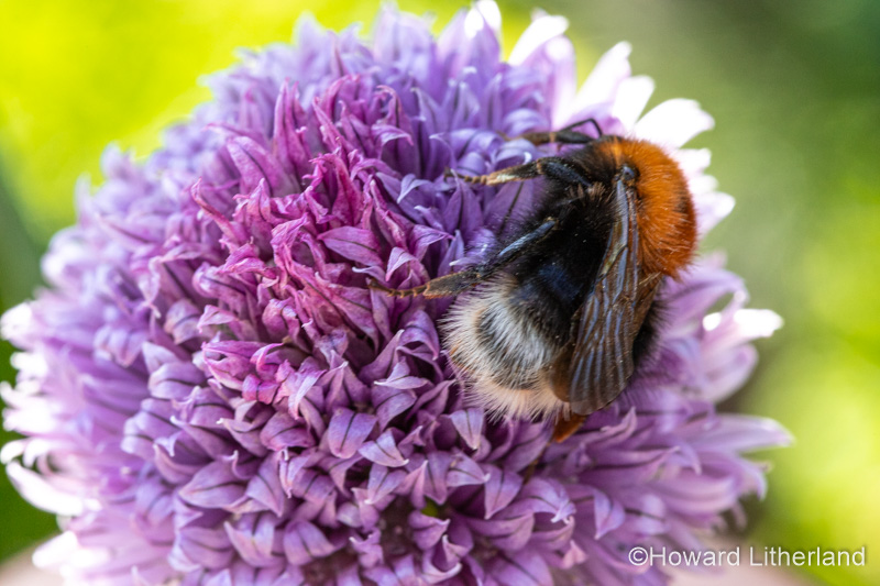 Tree bumblebee on a purple chive flower