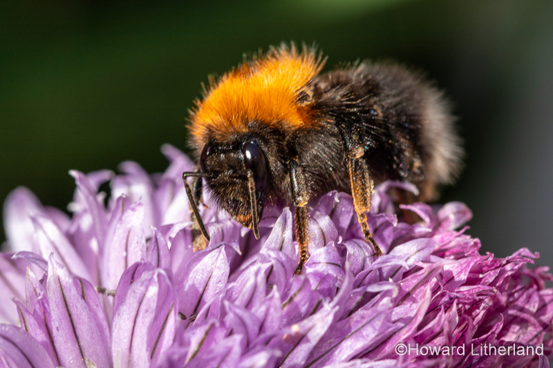 Tree bumblebee on a purple chive flower