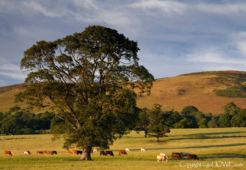 Tree and cows at Llanbedr DC, North Wales