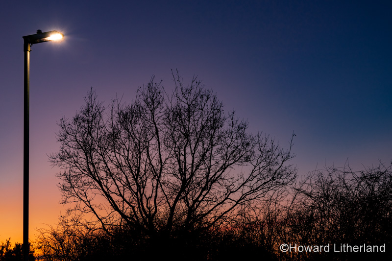 Tree and streetlight at dusk