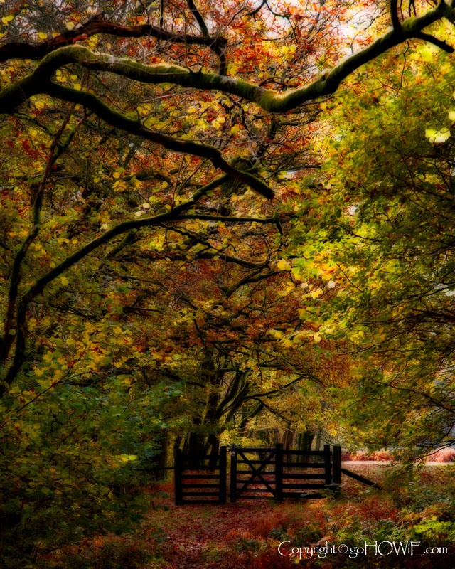Autumn trees and gate, Thirlemere, Lake District